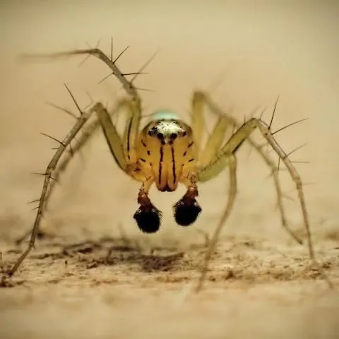 thumbnail for publication: Striped Lynx Spider Oxyopes salticus (Hentz 1845) (Arachnida: Araneae: Oxyopidae)